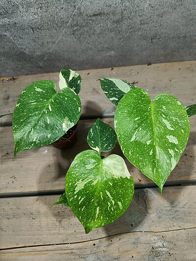 Monstera Thai Constellation Deal (2 planten)