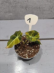 Alocasia Black Velvet Gold Variegata