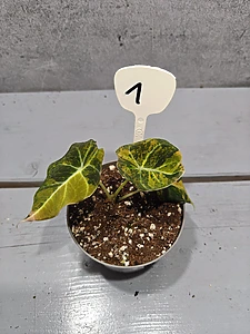 Alocasia Black Velvet Gold Variegata