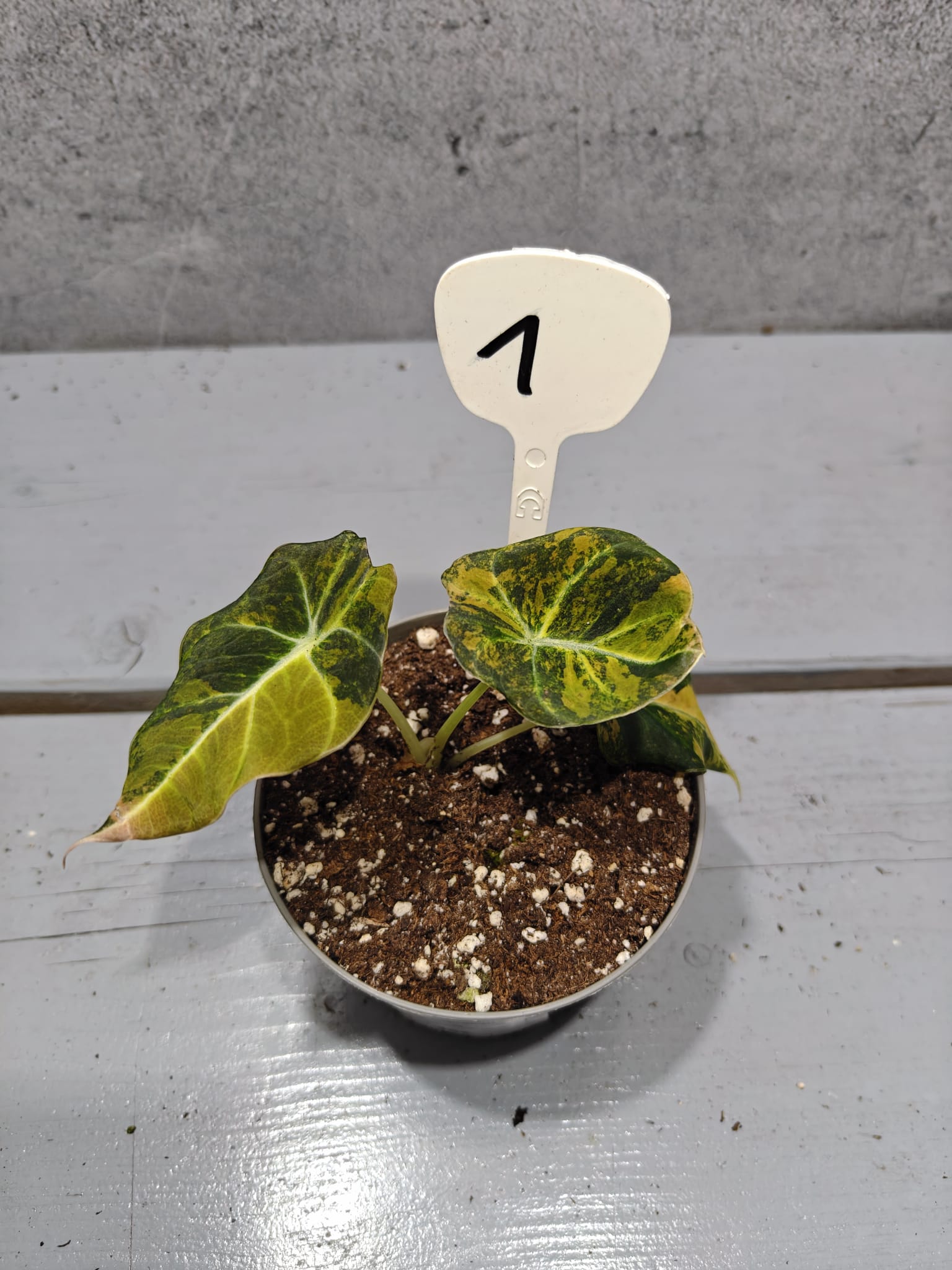Alocasia Black Velvet Gold Variegata Alocasia Black Velvet Gold Variegata