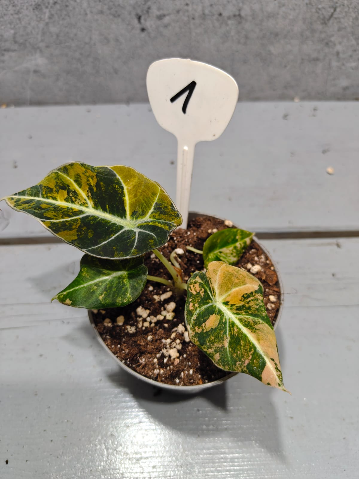 Alocasia Black Velvet Gold Variegata