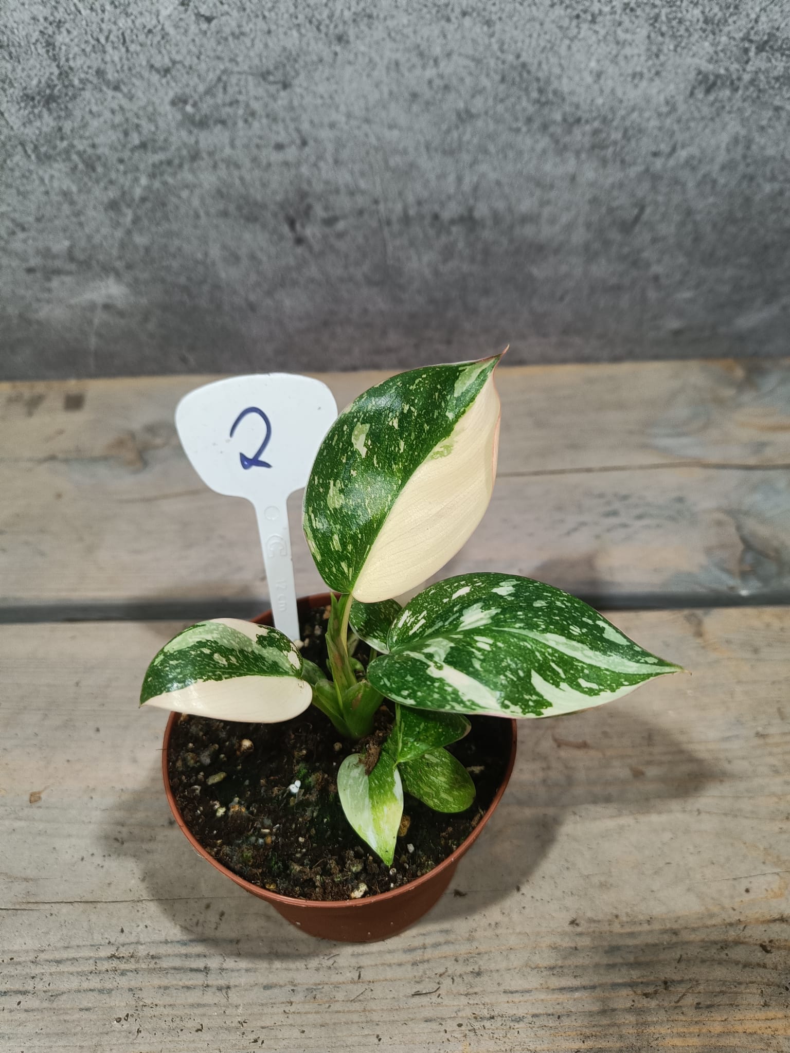 Philodendron Groen Congo Hybride Variegata