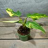 Philodendron Domesticum Variegata