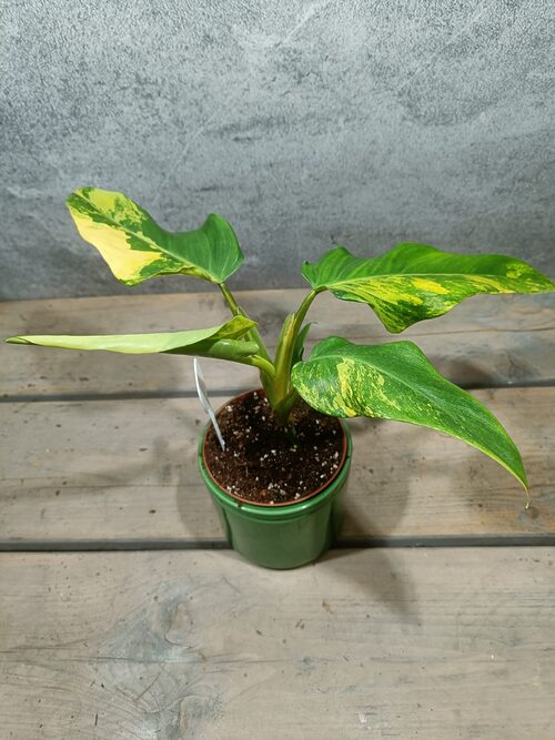 Philodendron Domesticum Variegata