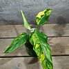 Philodendron Domesticum Variegata