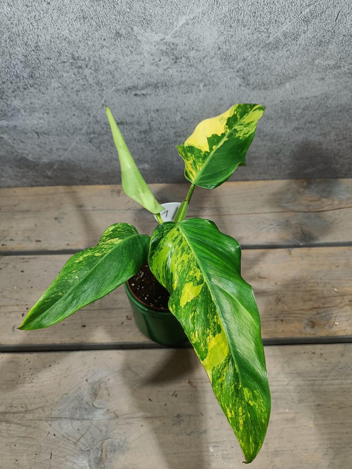 Philodendron Domesticum Variegata