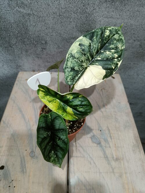 Alocasia Dragon Scale Variegata