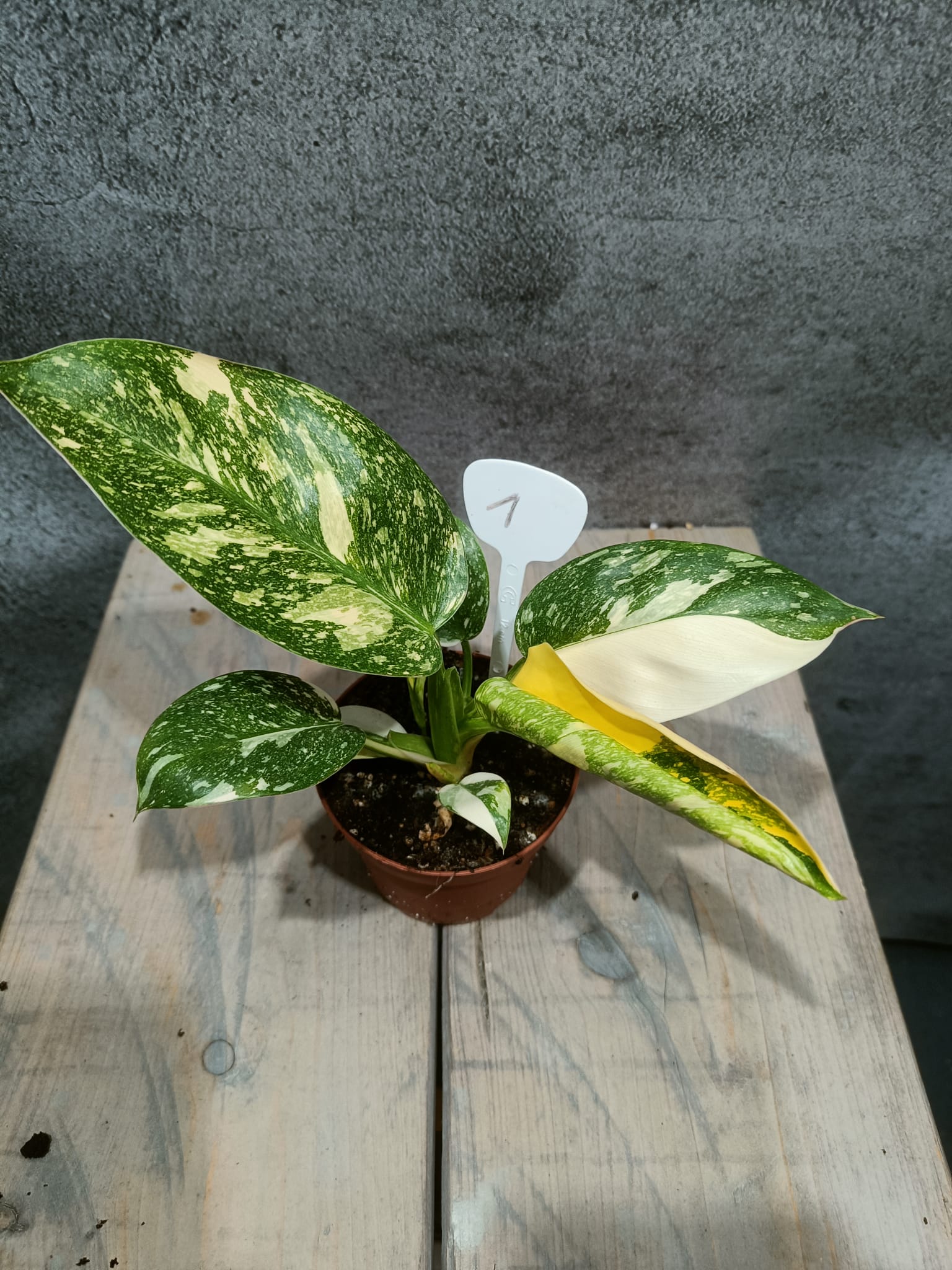 Philodendron Green Congo Hybrid Variegata