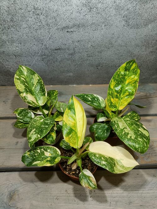 Philodendron Green Congo Hybrid Variegata