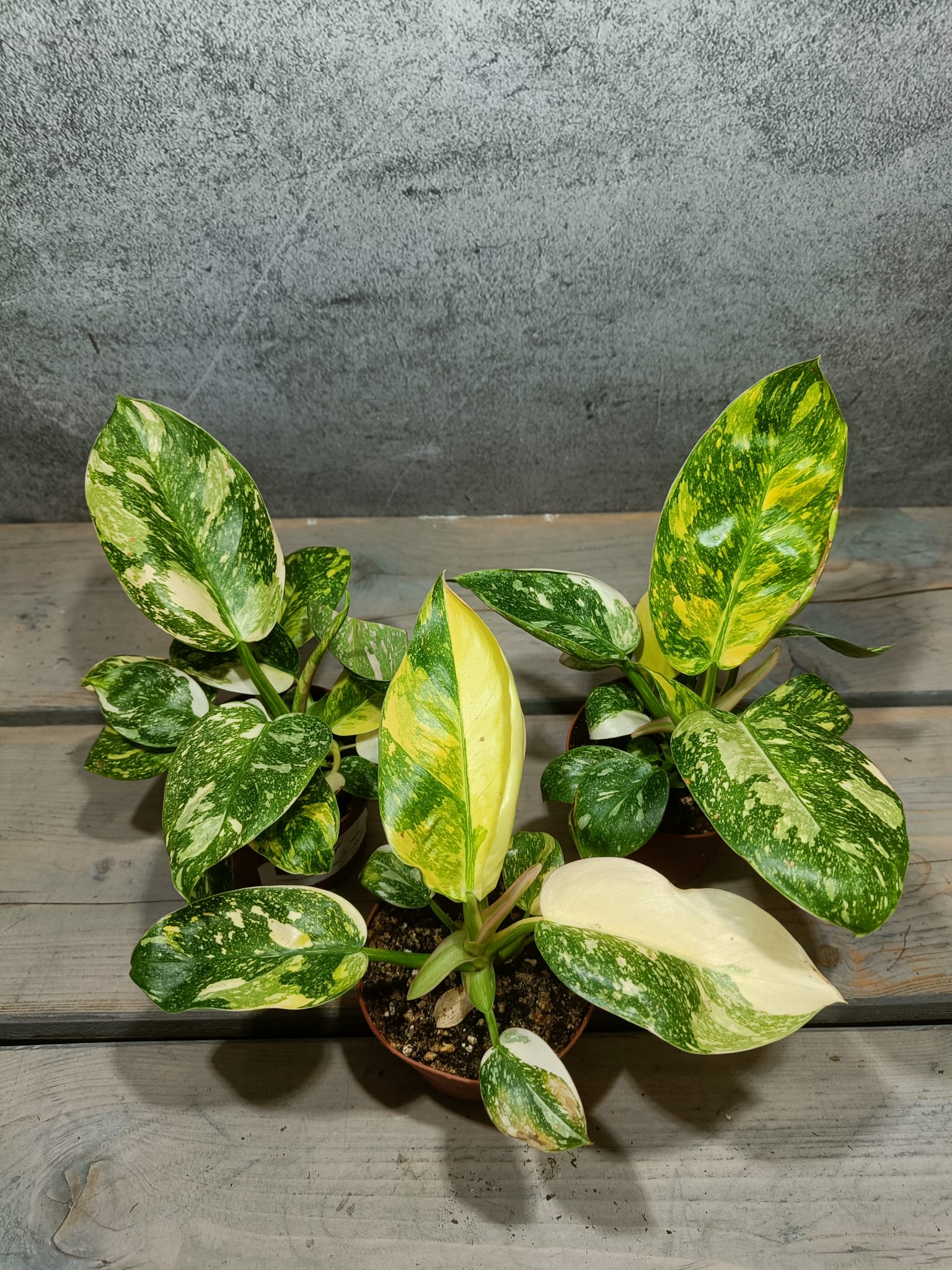 Philodendron Green Congo Hybrid Variegata