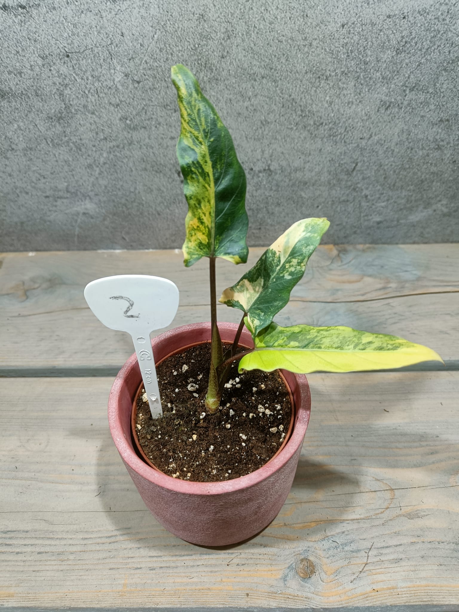 Alocasia Lauterbachiana Geel Variegata