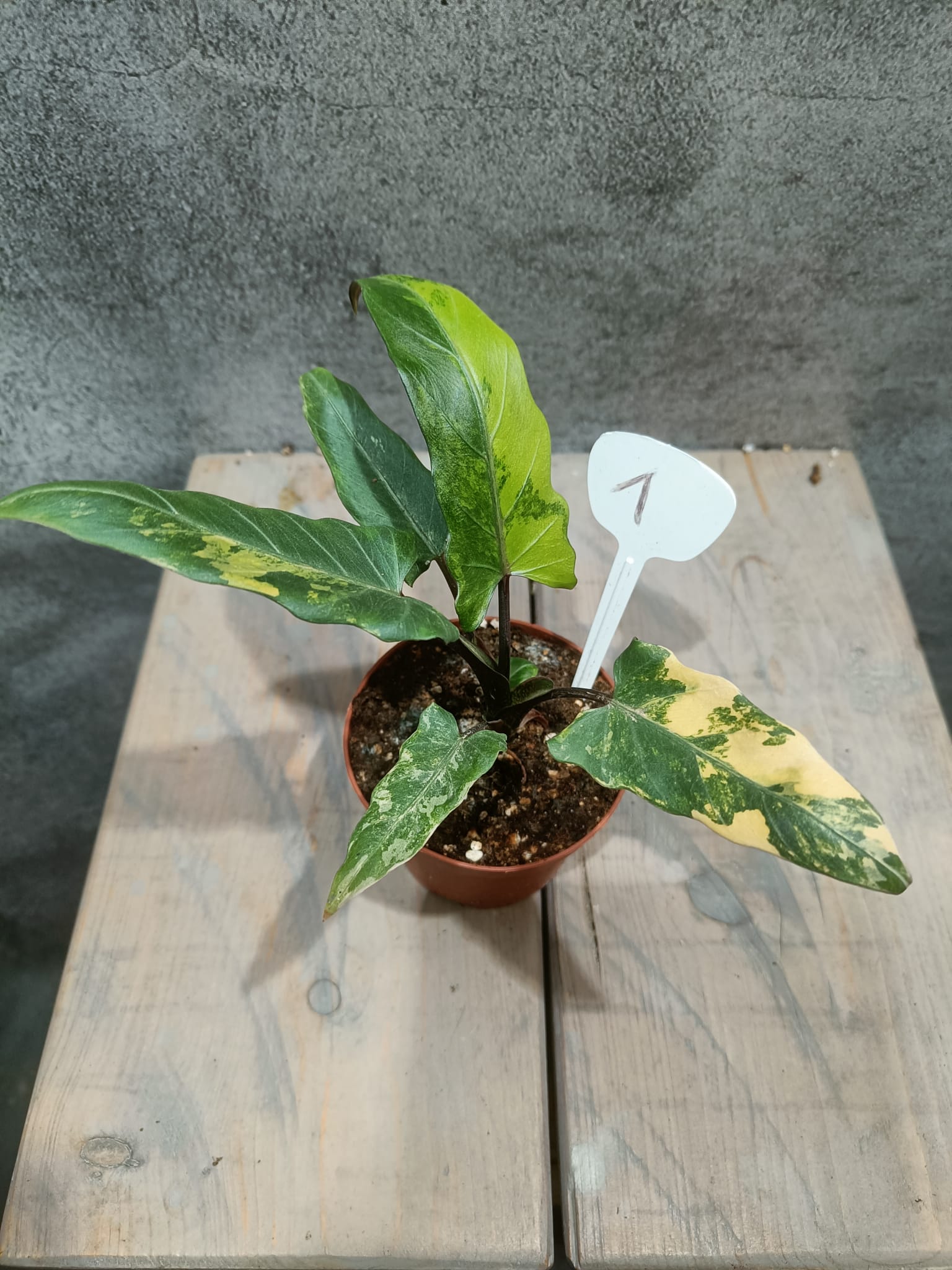 Alocasia Lauterbachiana Yellow Variegata
