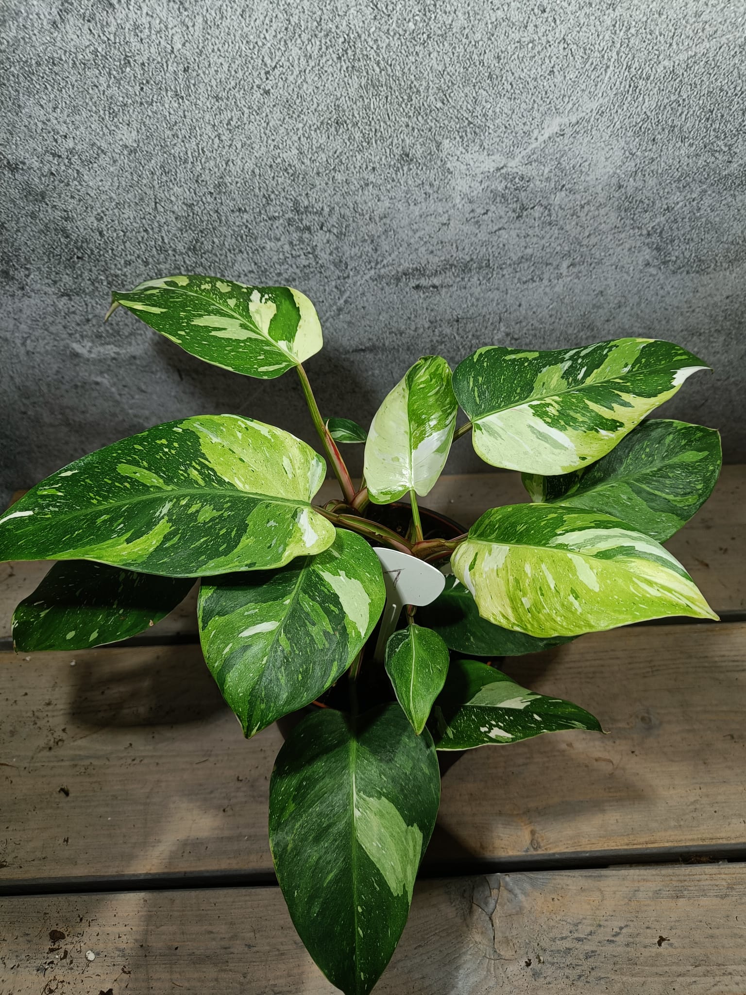Philodendron wit prinses geel driekleur
