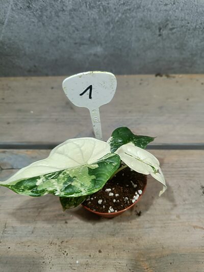 Alocasia Drakenschub Variegata