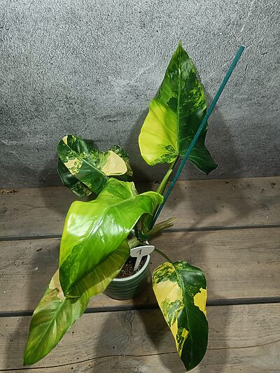 Philodendron Domesticum Variegata