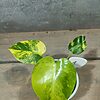 Monstera Yellow Marilyn Variegata