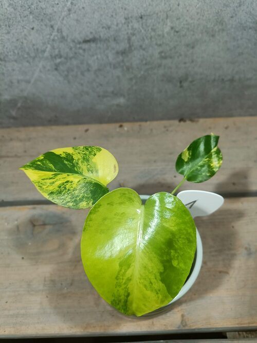 Monstera Yellow Marilyn Variegata