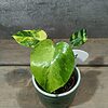 Monstera Yellow Marilyn Variegata