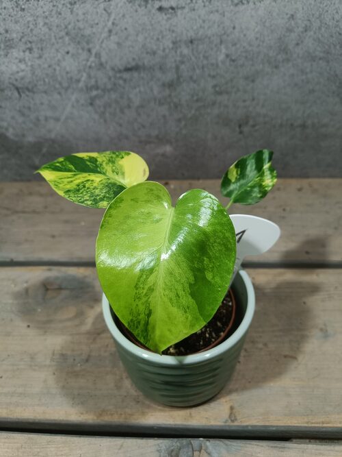 Monstera Yellow Marilyn Variegata