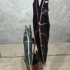 Alocasia Longiloba Purple Alocasia Longiloba Purple