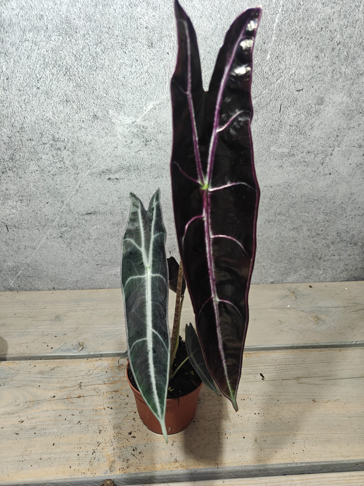 Alocasia Longiloba Purple