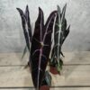 Alocasia Longiloba Purple Alocasia Longiloba Purple