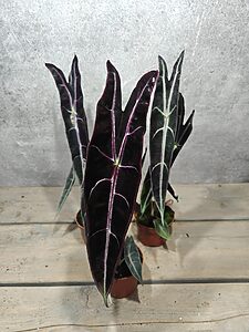 Alocasia Longiloba Purple