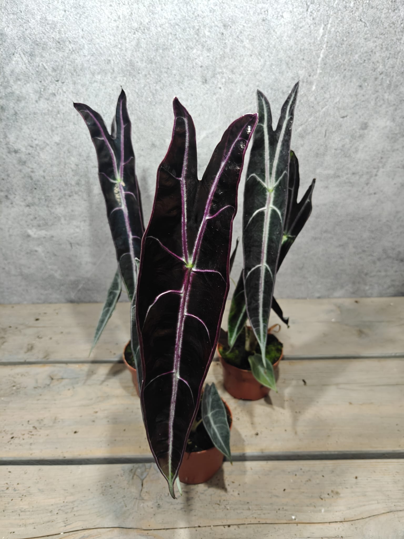 Alocasia Longiloba Purple