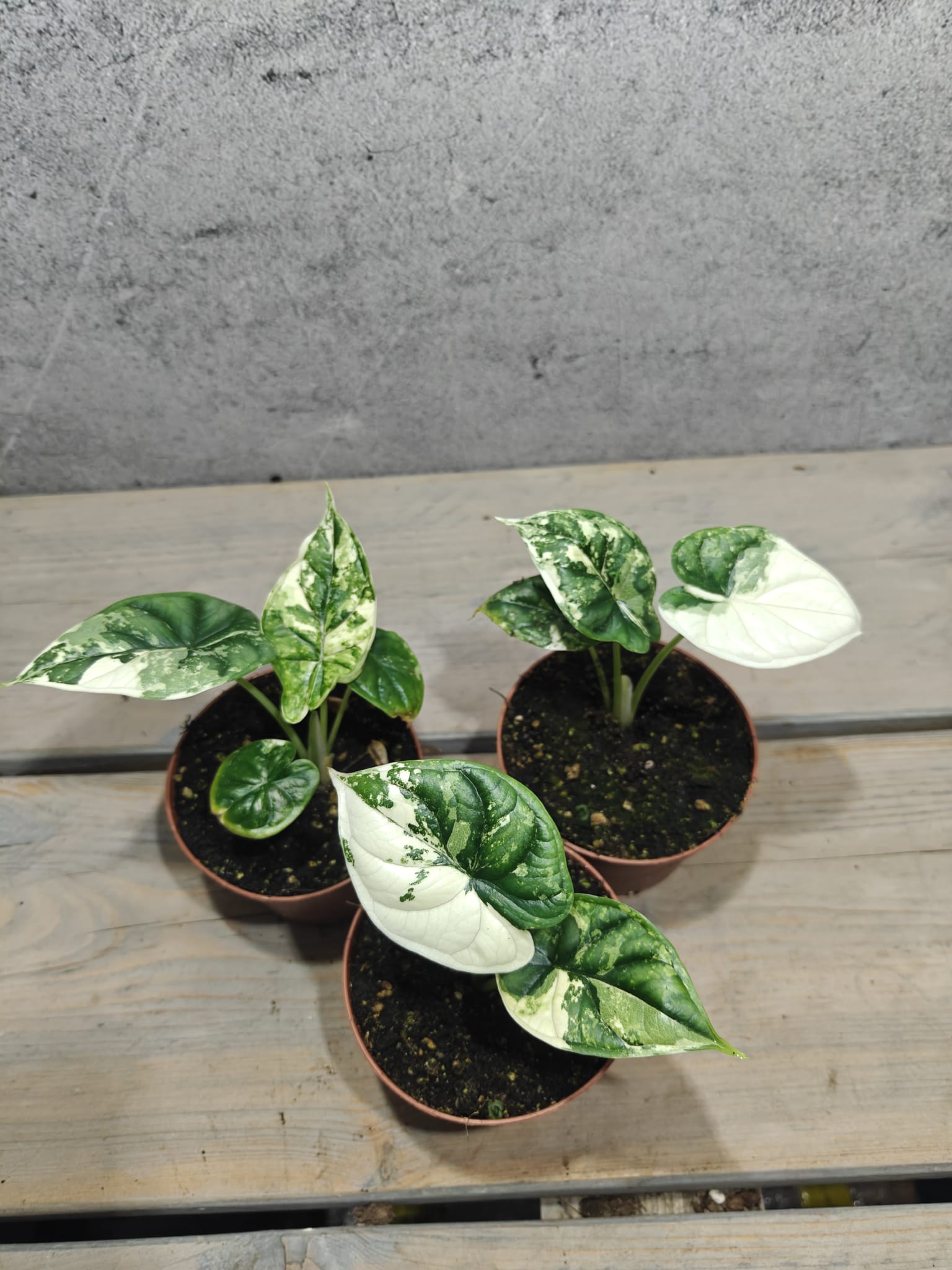 Alocasia Dragon Scale Variegata 【8】 IMG_1993.heic?v=1760095845&
