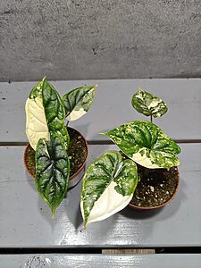 Alocasia Dragon Scale Variegata