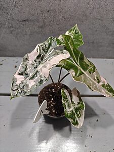 Alocasia Pseudo Sanderiana Pink Variegata
