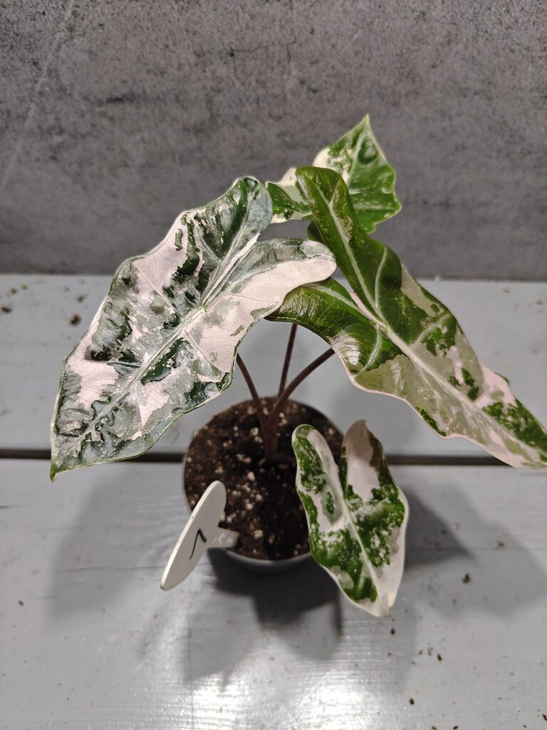 Alocasia Pseudo Sanderiana Pink Variegata