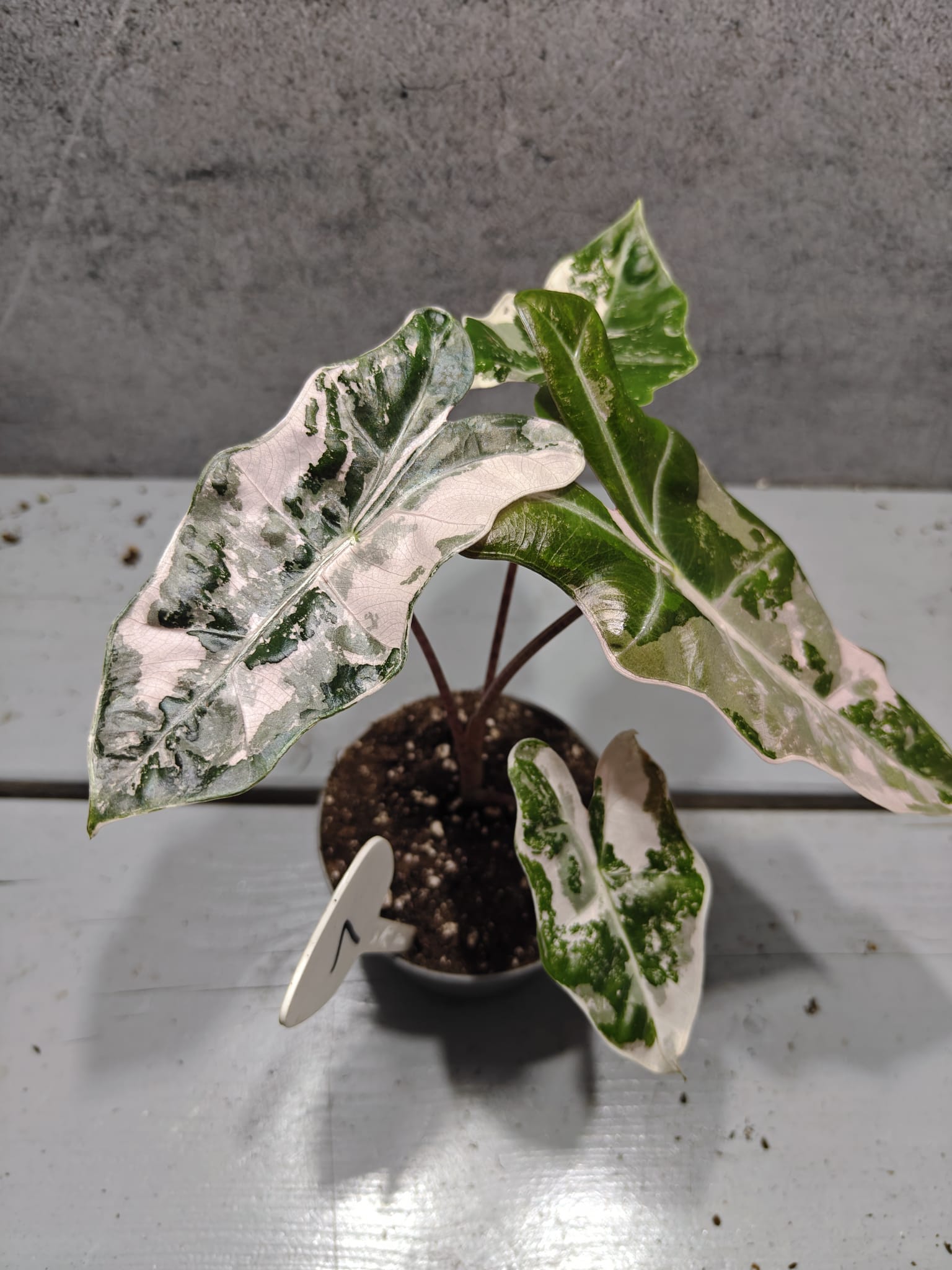 Alocasia Pseudo Sanderiana Pink Variegata
