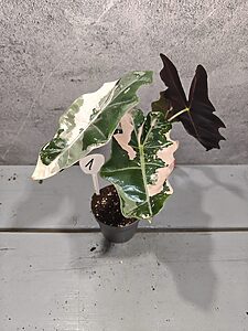 Alocasia Pseudo Sanderiana Pink Variegata