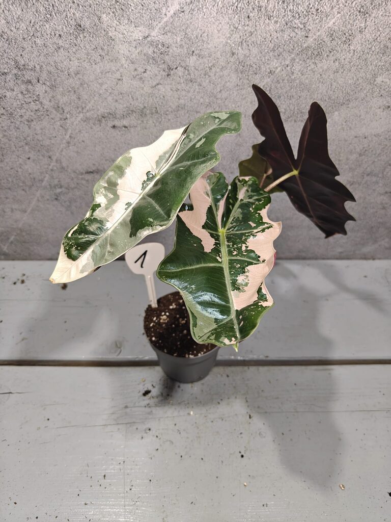 Alocasia Pseudo Sanderiana Pink Variegata