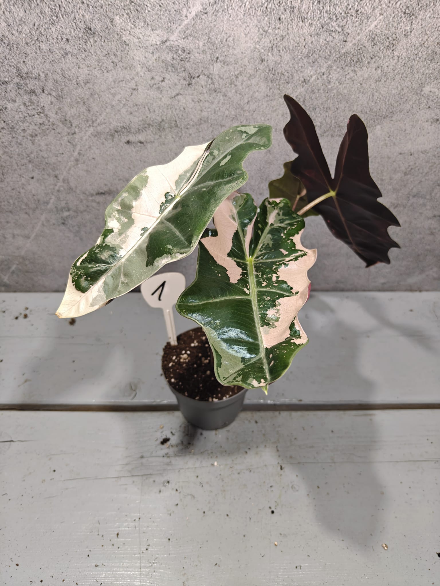 Alocasia Pseudo Sanderiana Pink Variegata Alocasia Pseudo Sanderiana Pink Variegata