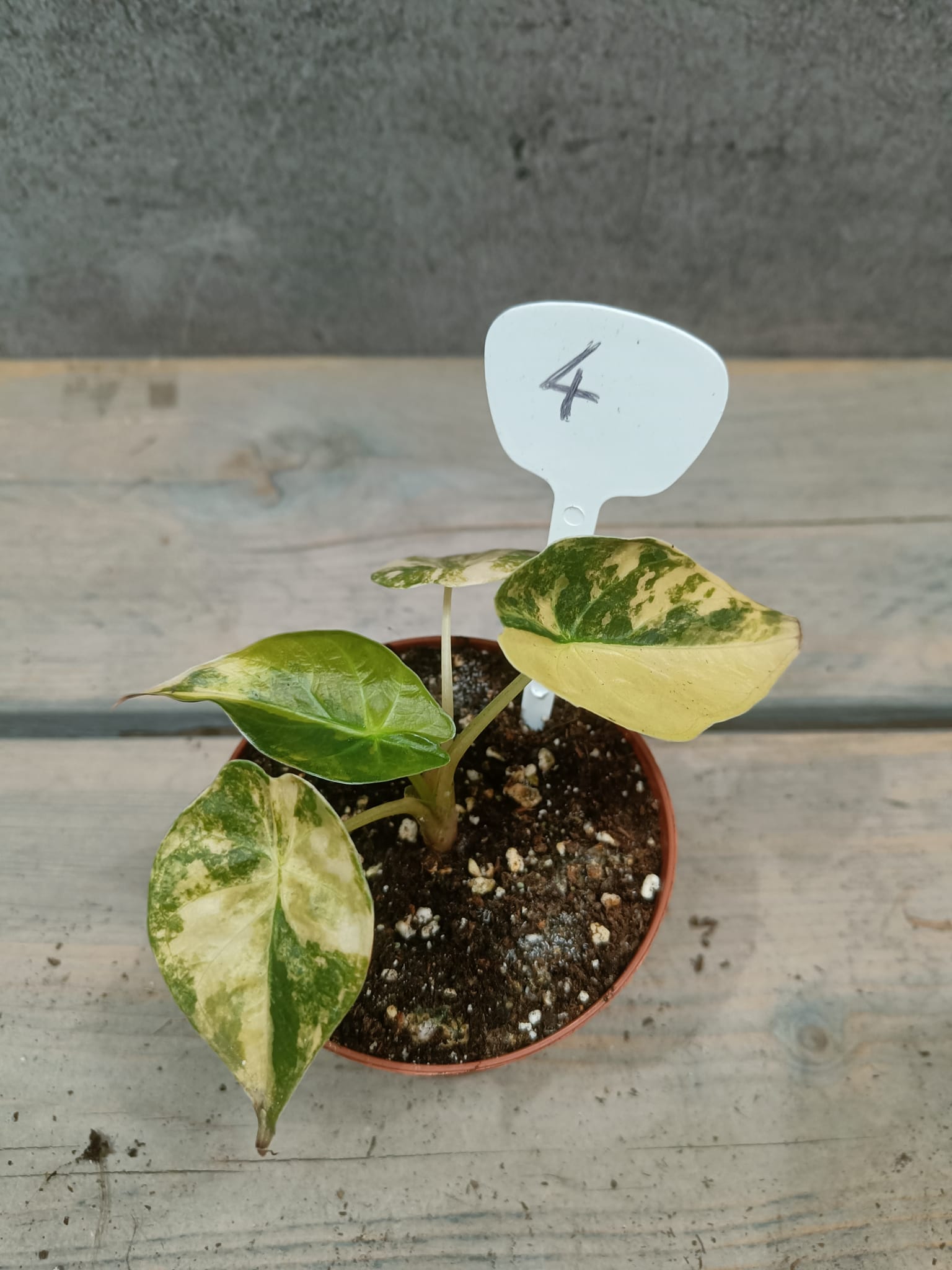 Alocasia Wentii Variegata
