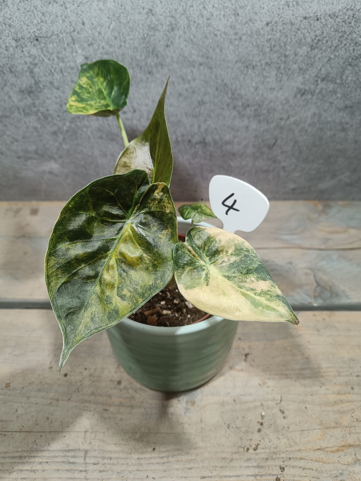 Alocasia Wentii Variegata