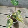 Alocasia Wentii Variegata