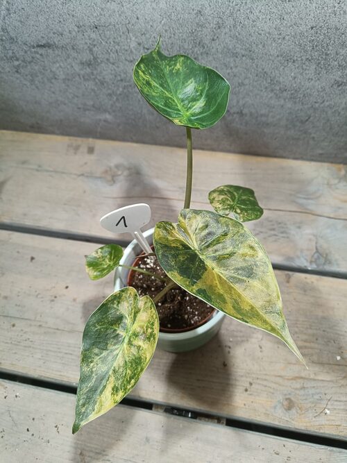 Alocasia Wentii Variegata