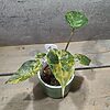 Alocasia Wentii Variegata