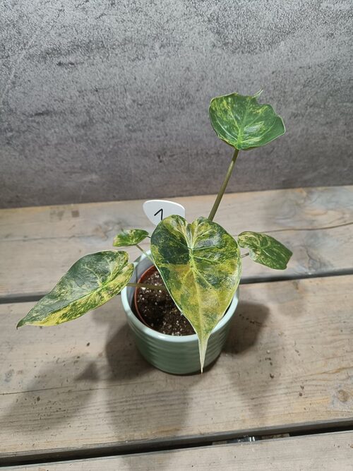 Alocasia Wentii Variegata