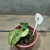 Alocasia Dragon Scale Mint Variegata