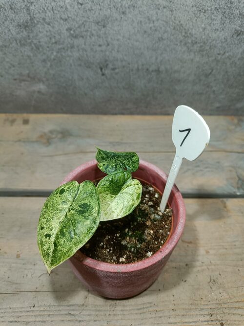 Alocasia Dragon Scale Mint Variegata