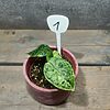 Alocasia Dragon Scale Mint Variegata