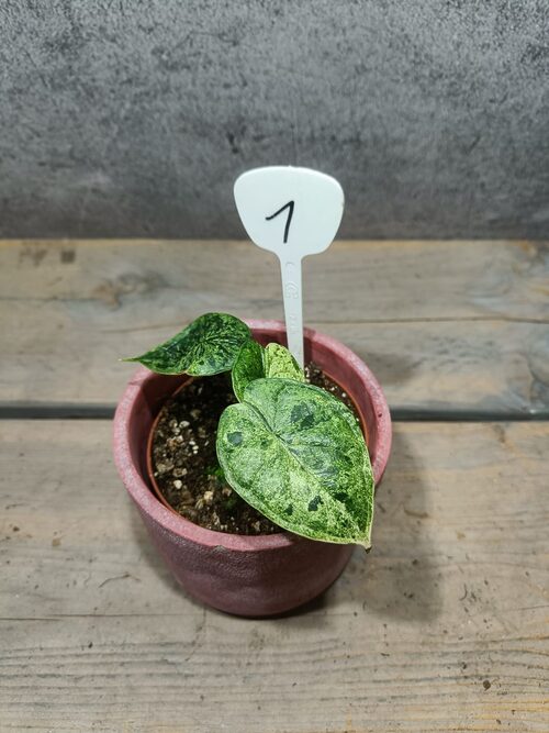 Alocasia Dragon Scale Mint Variegata