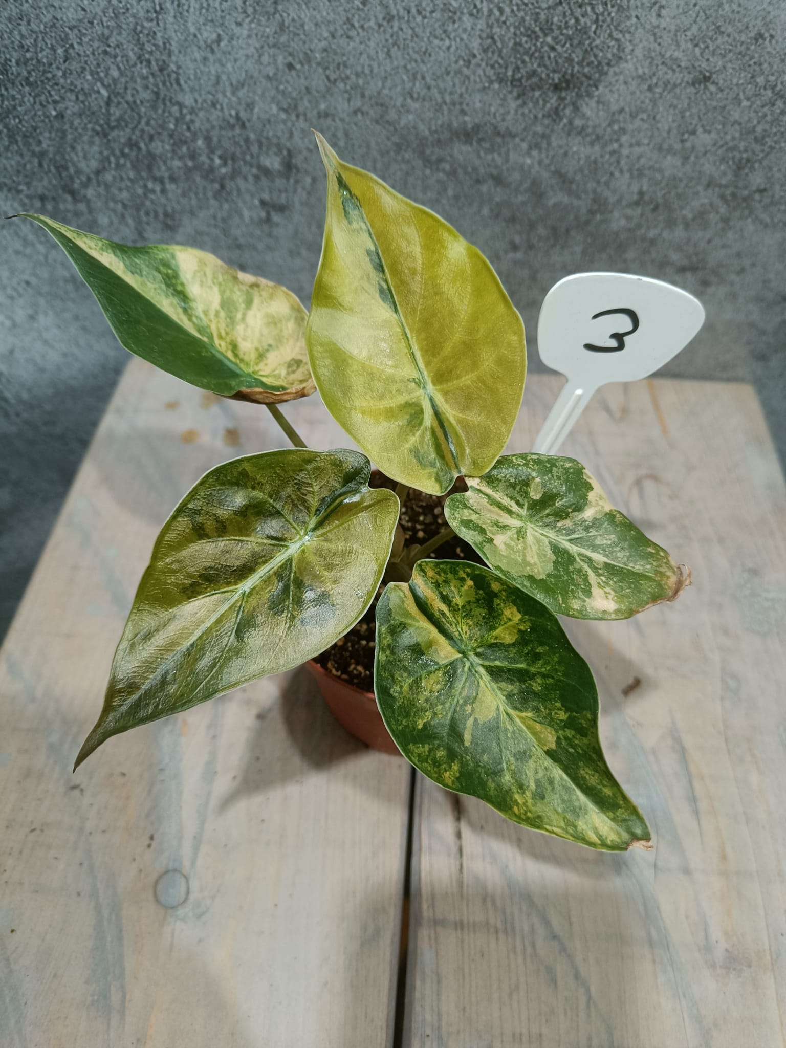 Alocasia Wentii Variegata