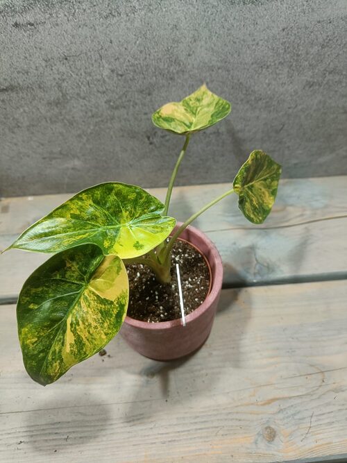 Alocasia Wentii Variegata
