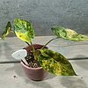 Alocasia Wentii Variegata