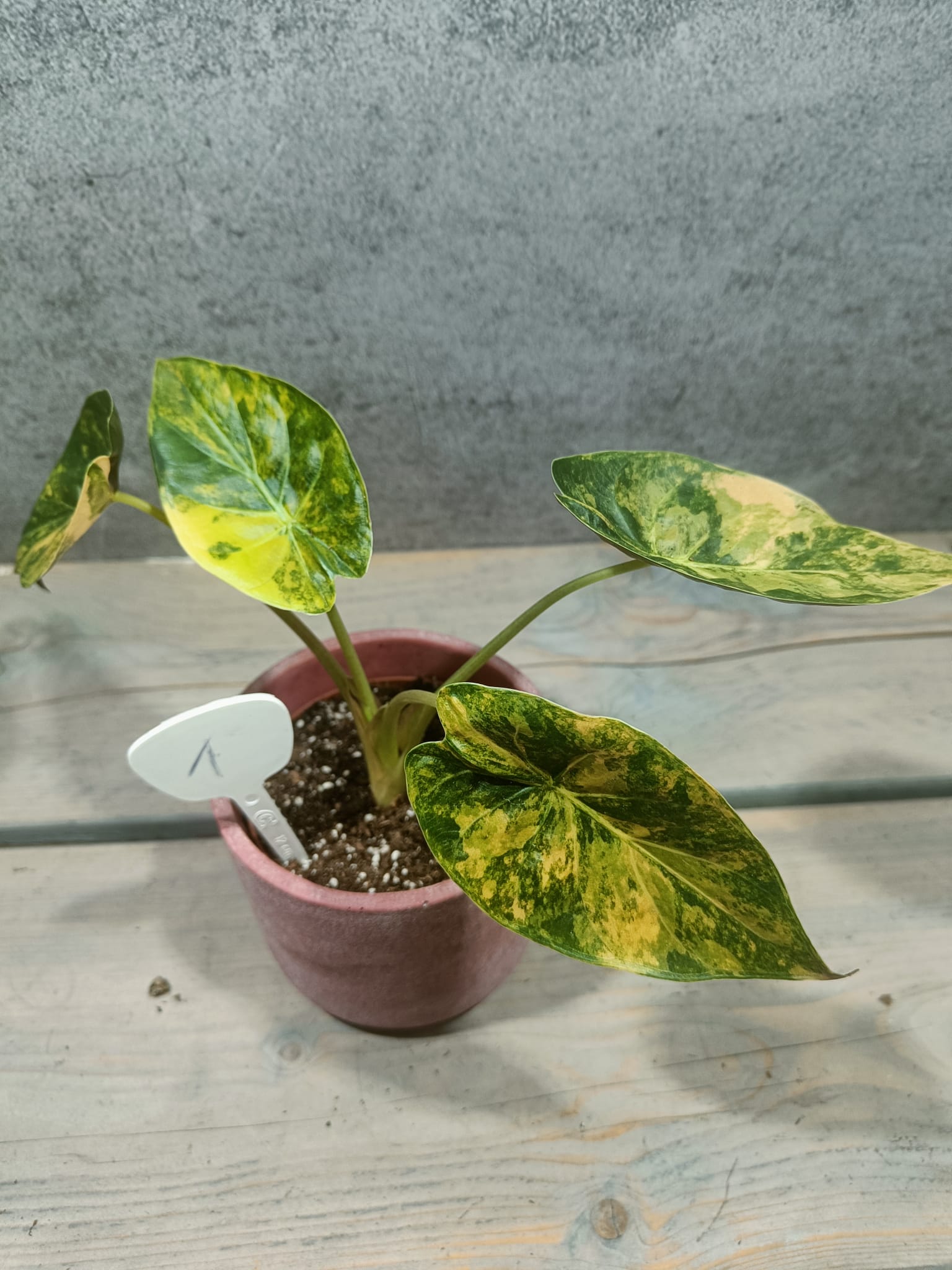 Alocasia Wentii Variegata